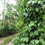 Pepper Plant - Indian Coffee Estates