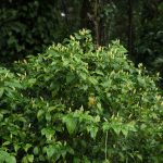 Plants - Indian Coffee Estates