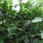 Arebica Coffee Plant - Indian Coffee Estates